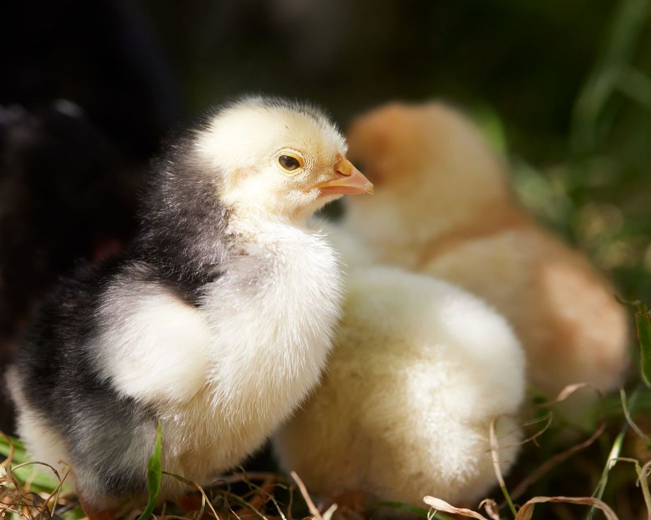 Day-old chicks in the brooder