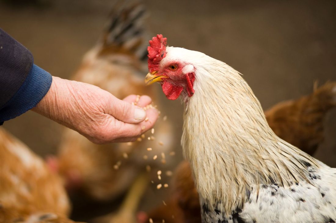 Farmer hand-feeding grain to a hen
