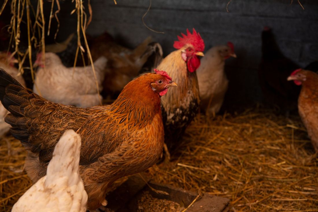 Layer hens in a deep-litter poultry house
