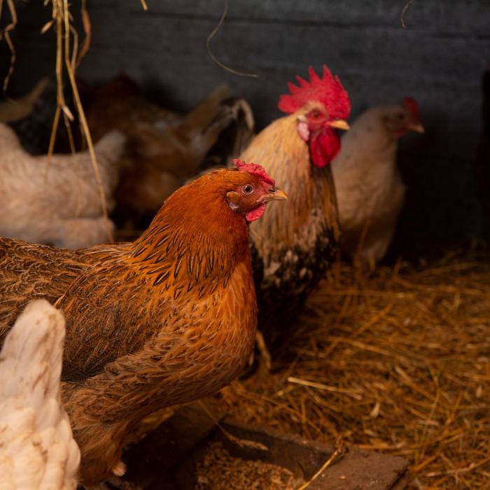 Chickens