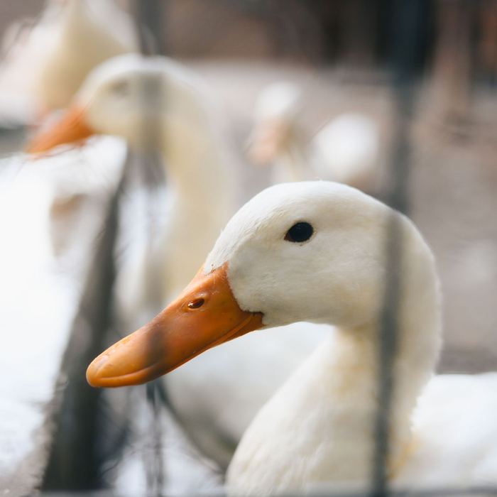 Ducks