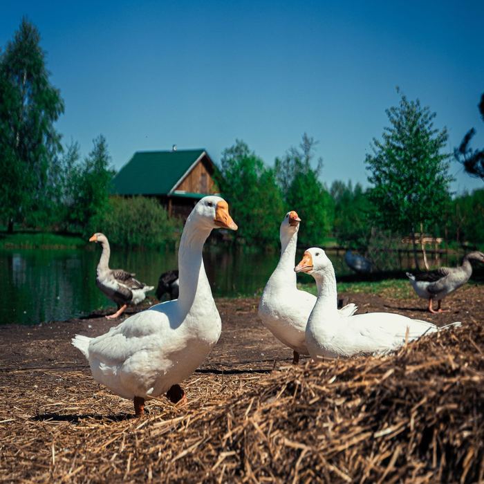 Geese