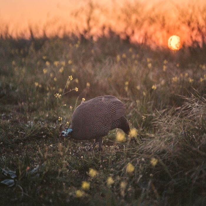 Guinea fowl at sunset