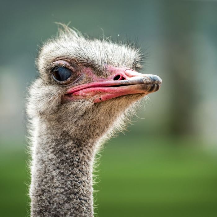 Ostrich