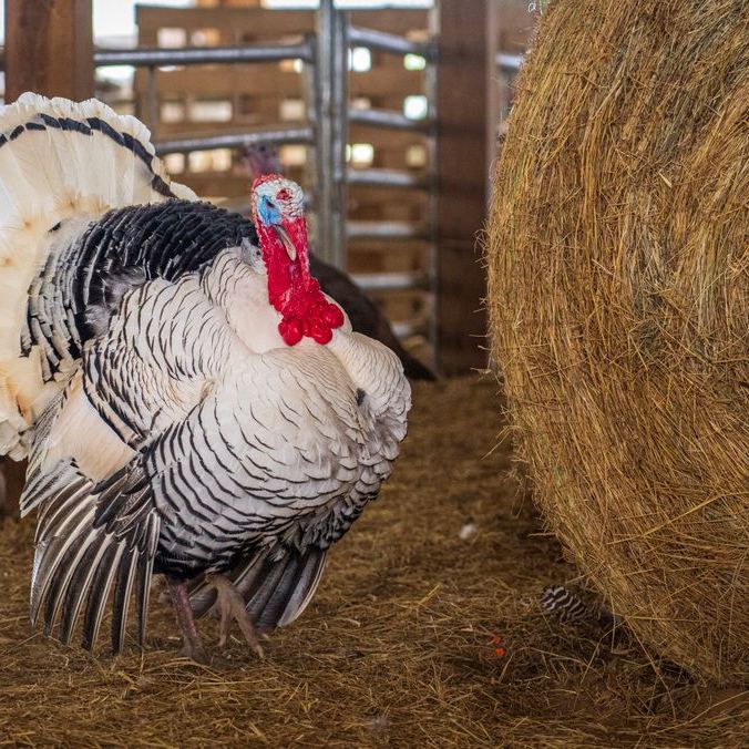 Turkeys